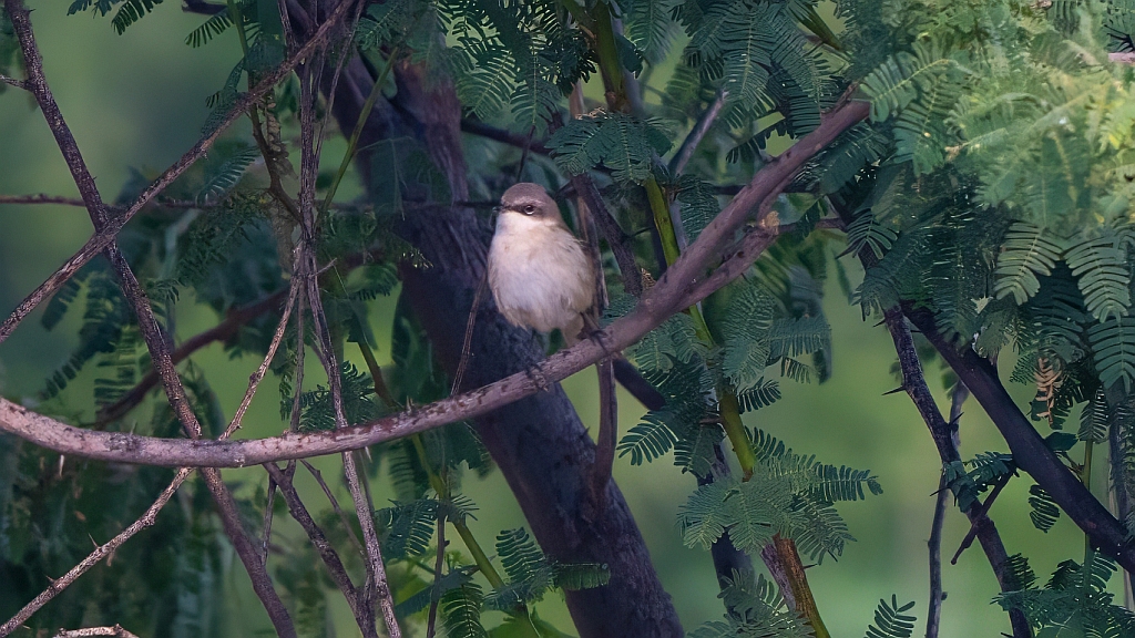 Lesser Whitethroat 